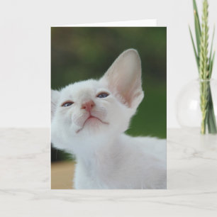 White Siamese kitten Card