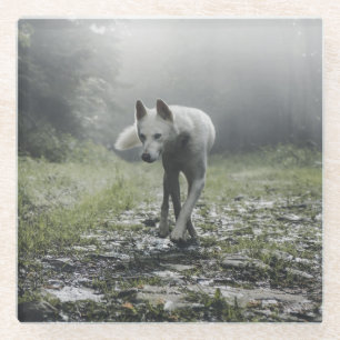 White Siberian Husky Glass Coaster