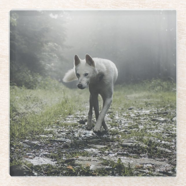 White Siberian Husky Glass Coaster (Front)