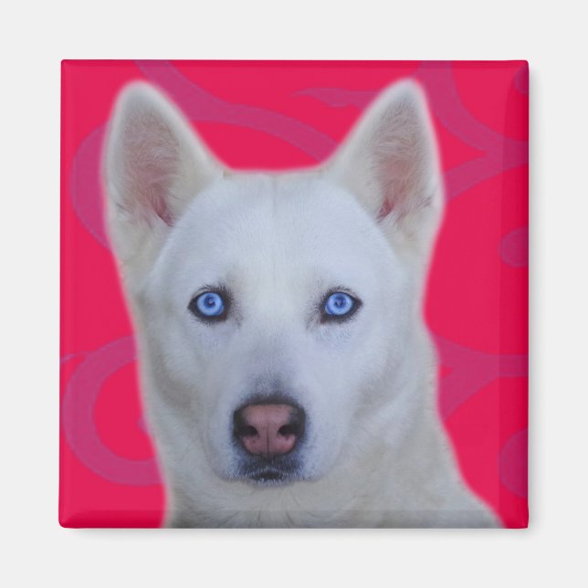 White Siberian Husky Magnet (Front)