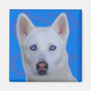 White Siberian Husky Magnet