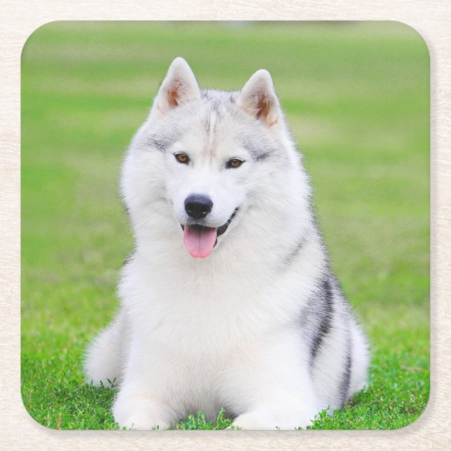 White Siberian Husky Puppy on Green Grass Field Square Paper Coaster (Front)