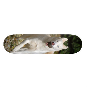White Siberian husky skateboard