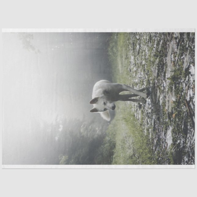 White Siberian Husky Tissue Paper (Front)