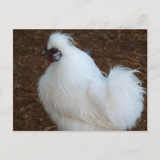 White Silkie Chicken Postcard