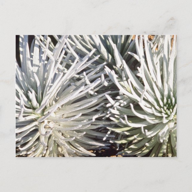 white Silversword flower, Hawaii flowers Postcard (Front)