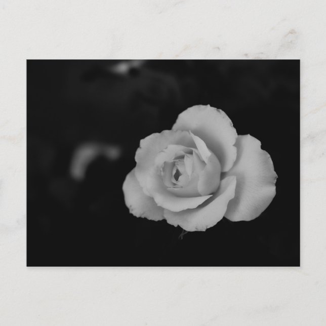 White small rose blossom on black background postcard (Front)