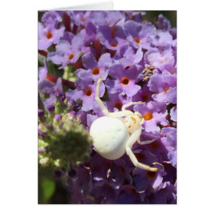 White Smiling Face Spider Card