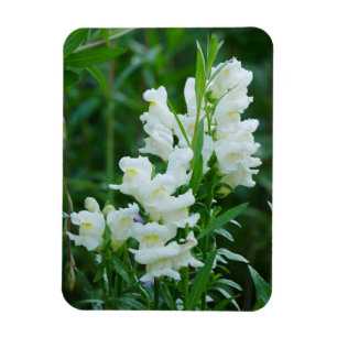 White Snapdragon Flowers Magnet 