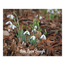 White Snow Drop Celebration Of Life