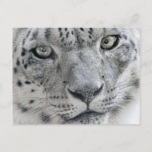 White Snow Leopard Nature Photograph Postcard