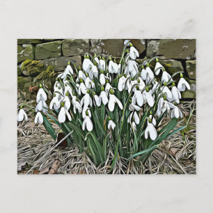 White snowdrop, first spring flower postcard
