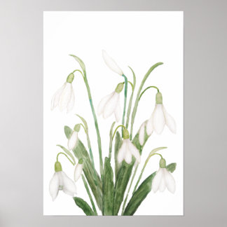 white snowdrop flower botanical watercolor paintin poster