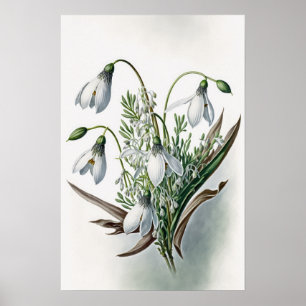 White Snowdrop Flowers Art Print Poster