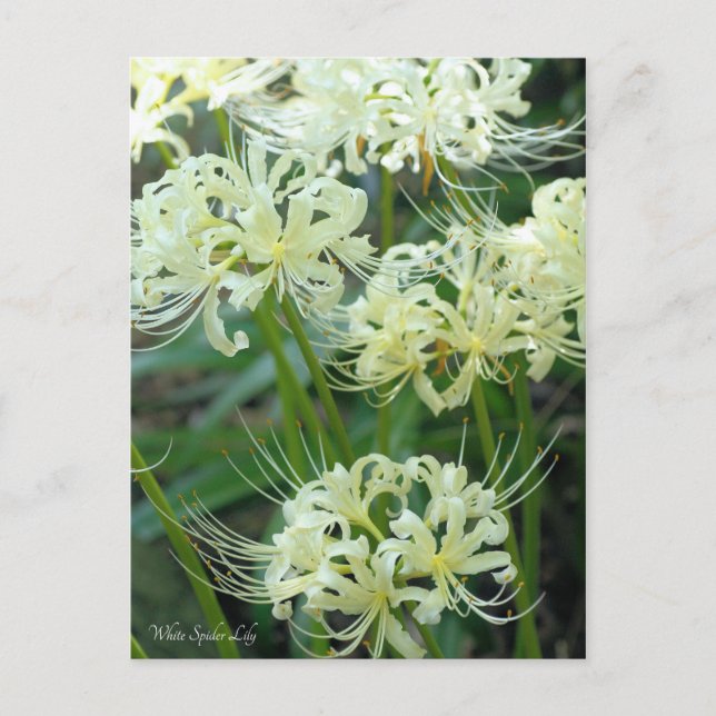 White Spider Lily Postcard (Front)