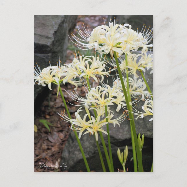 White Spider Lily［Postcard］ Postcard (Front)