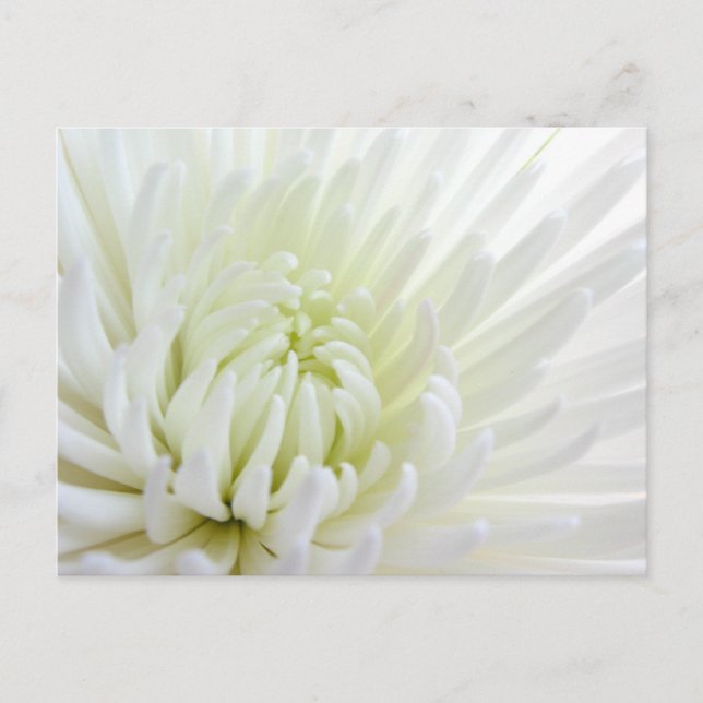 White Spidermum Flower Postcard (Front)