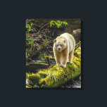White Spirit Bear | British Columbia, Canada Canvas Print<br><div class="desc">Canada,  British Columbia,  Inside Passage. White Spirit Bear hunts for fish on Riordan Creek. Credit as: Cathy & Gordon Illg / Jaynes Gallery / DanitaDelimont.com | DanitaDelimont.com | William D. Jaynes (BJY) | CN02 BJY0066</div>