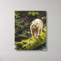 White Spirit Bear | British Columbia, Canada