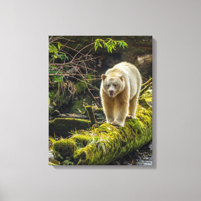 White Spirit Bear | British Columbia, Canada Canvas Print (Front)