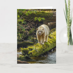 White Spirit Bear   British Columbia, Canada Card
