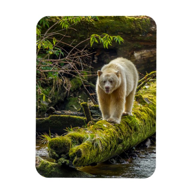 White Spirit Bear | British Columbia, Canada Magnet (Vertical)