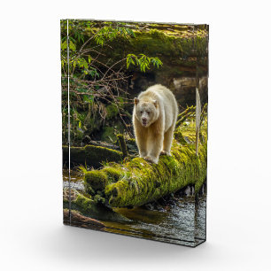 White Spirit Bear   British Columbia, Canada Photo Block