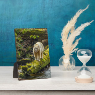 White Spirit Bear   British Columbia, Canada Plaque