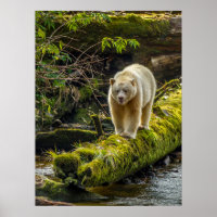 White Spirit Bear | British Columbia, Canada