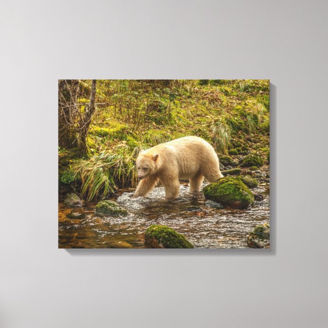 White Spirit Bear Hunts for fish on Riordan Creek Canvas Print (Front)