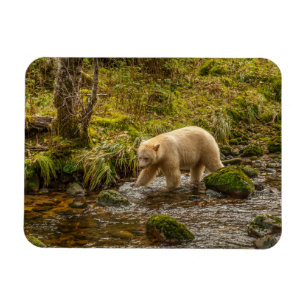 White Spirit Bear Hunts for fish on Riordan Creek Magnet