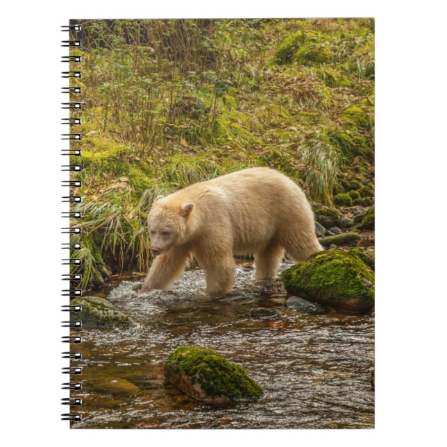 White Spirit Bear Hunts for fish on Riordan Creek Notebook (Front)