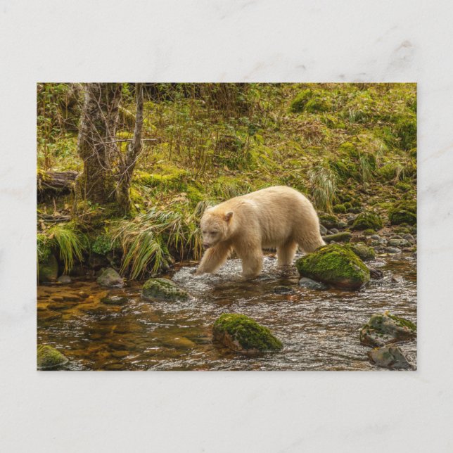 White Spirit Bear Hunts for fish on Riordan Creek Postcard (Front)