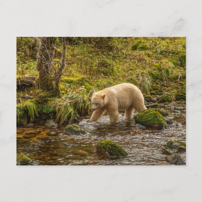 White Spirit Bear Hunts for fish on Riordan Creek Postcard (Front)