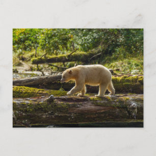 White Spirit Bear Hunts Postcard