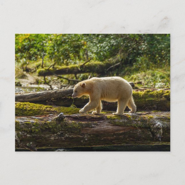 White Spirit Bear Hunts Postcard (Front)