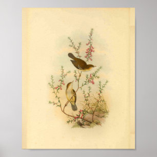 White Spotted Flycatcher Bird Vintage Print