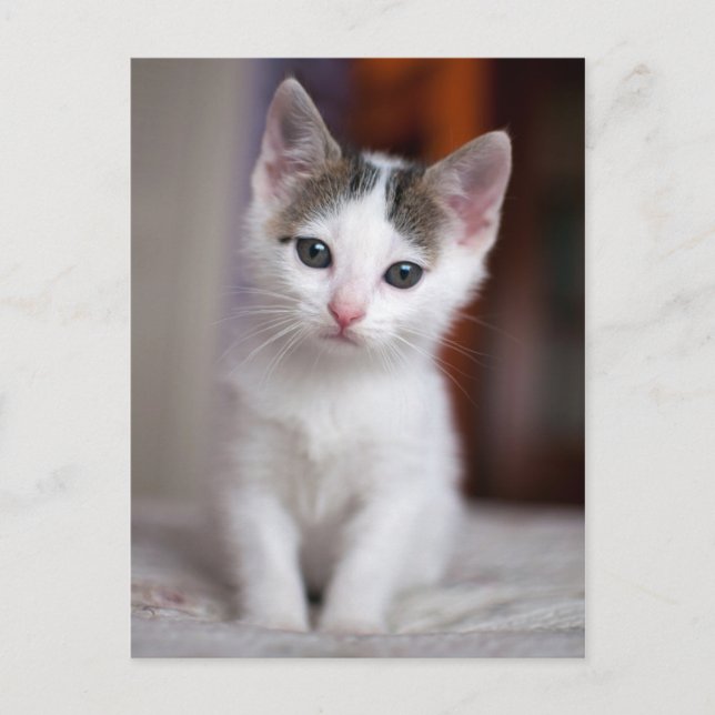 White Spotted Kitty Postcard (Front)