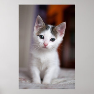 White Spotted Kitty Poster