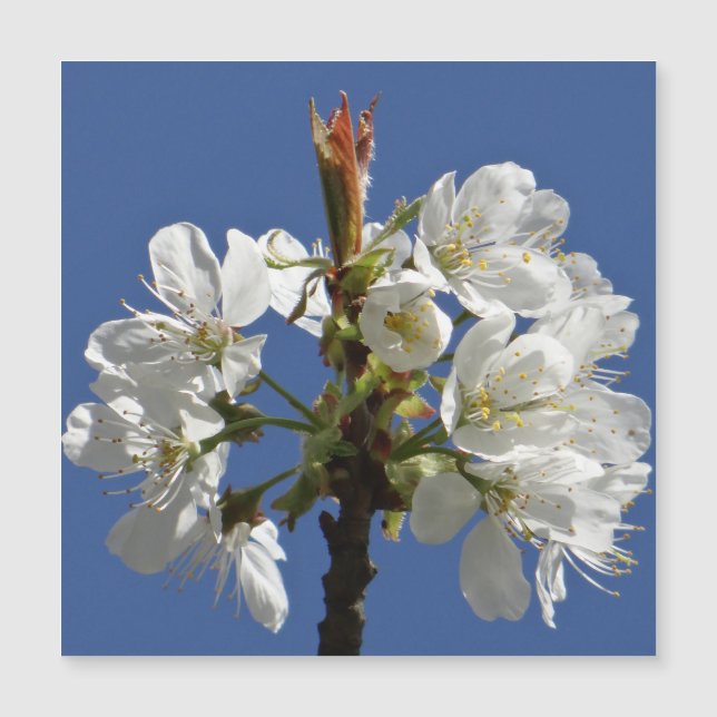 White Spring Bloom (Front)