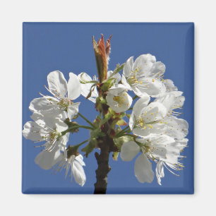 White Spring Bloom Magnet