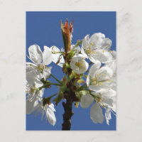 White Spring Bloom