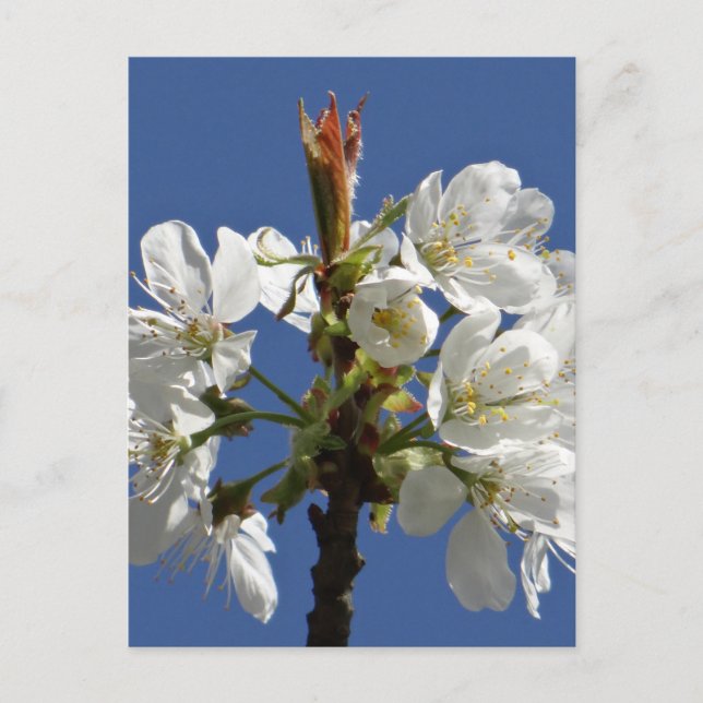 White Spring Bloom Postcard (Front)