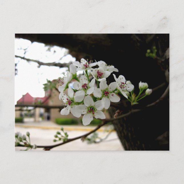 White Spring Blossoms Macro Photography Postcard (Front)