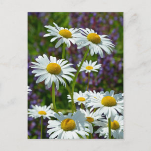 White spring daisies in bloom postcard