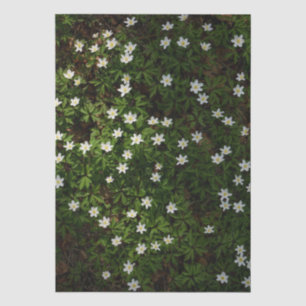 White spring flowers in woodland tissue paper