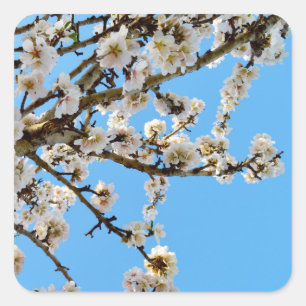 White Spring Love Blossoms, Square Sticker