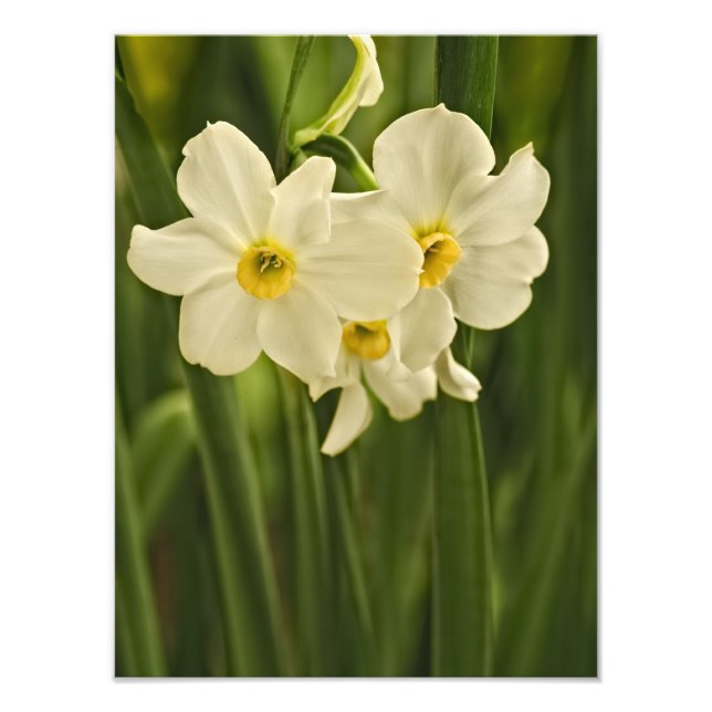White Spring Narcissus, Floral Photography Photo Print (Front)