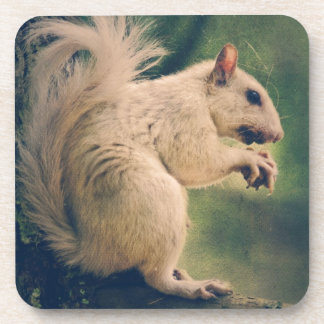 White Squirrel Coaster