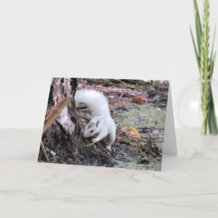 White Squirrel Greeting Card